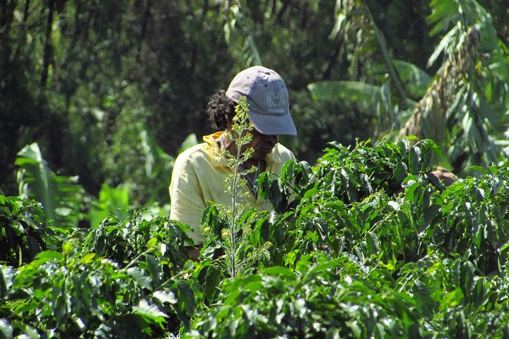 Coffee tour in the heart of the coffee region