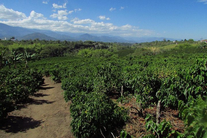 Coffee tour in the heart of the coffee region
