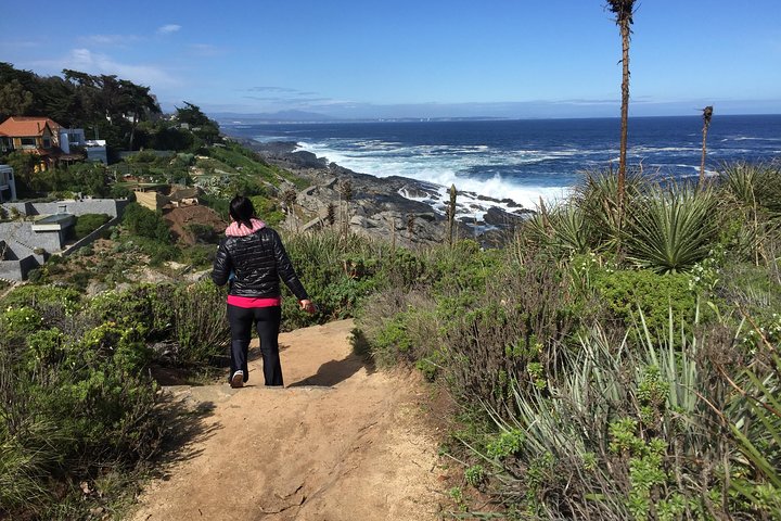 Zapallar Hiking and Bird Watching Penguin Island From Valparaíso