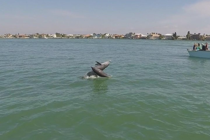 Shell Key & Dolphins - Semi-Private Tours