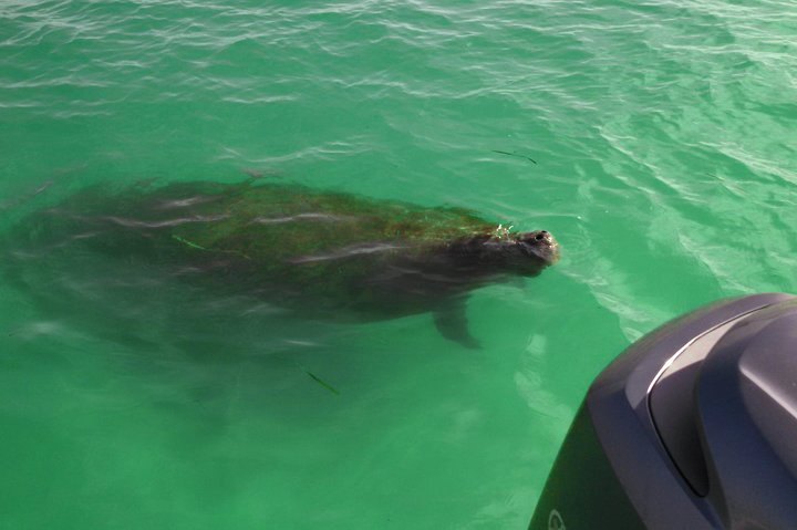 Shell Key & Dolphins - Semi-Private Tours