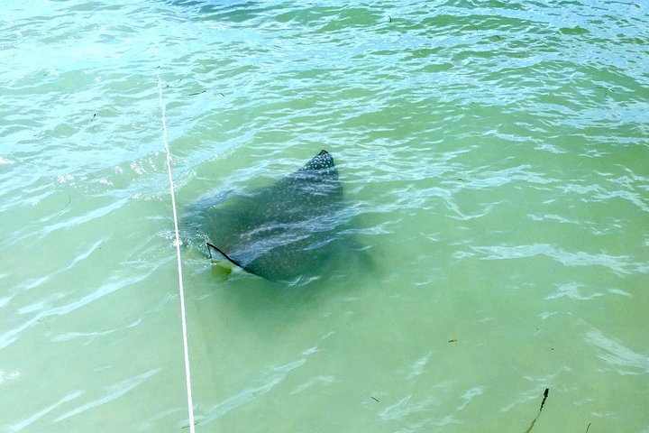 Shell Key & Dolphins - Semi-Private Tours