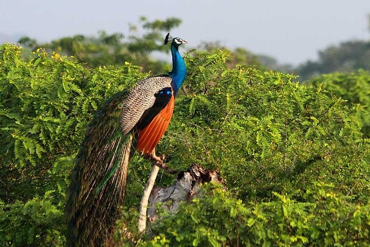 Yala Full Day Safari with Picnic Lunch - Private & All Inclusive
