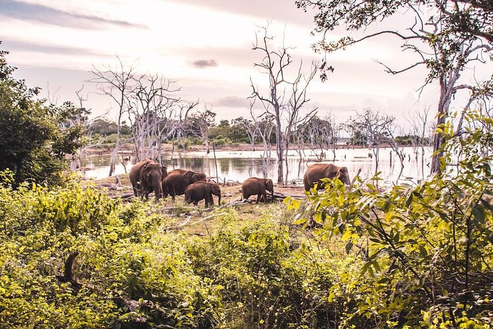 Yala Full Day Safari with Picnic Lunch - Private & All Inclusive