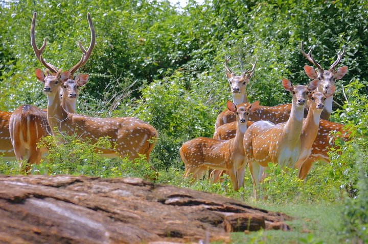 Yala Full Day Safari with Picnic Lunch - Private & All Inclusive