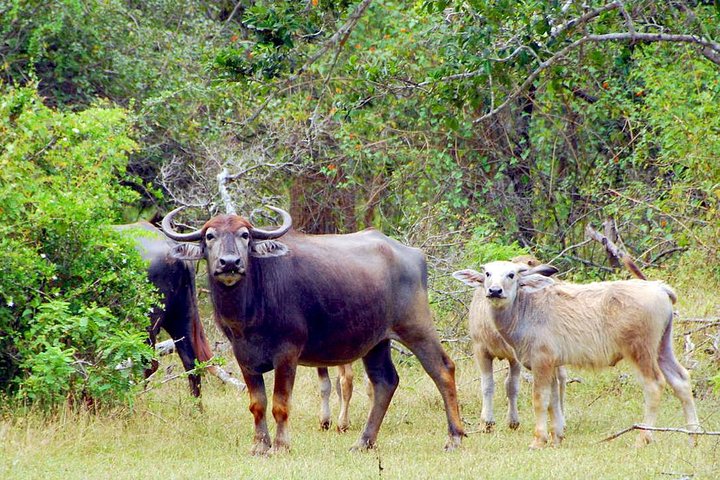 Yala Safari Private Day Trip with Return Transport -All Inclusive