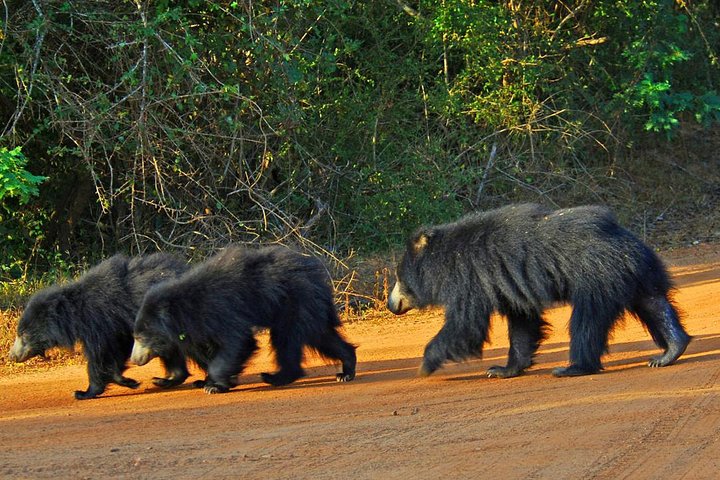 Yala Safari from Hambantota Port by BTM - Private & All Inclusive