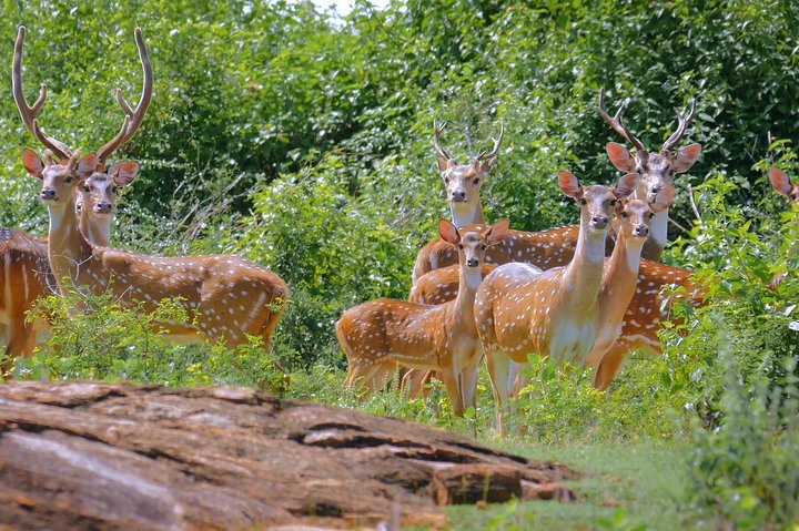 Yala Safari from Hambantota Port by BTM - Private & All Inclusive