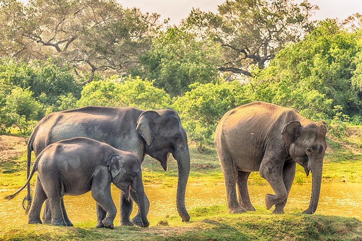 Yala Safari from Hambantota Port by BTM - Private & All Inclusive