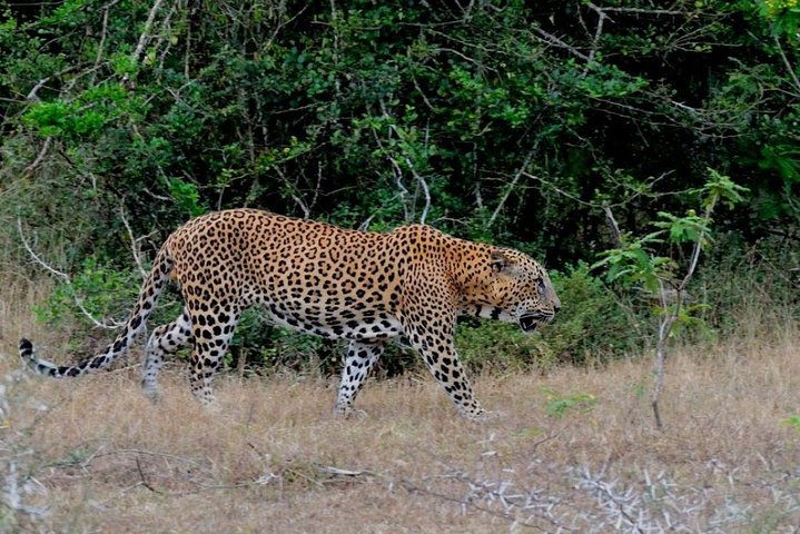 Yala Safari Private Day Trip with Return Transport -All Inclusive