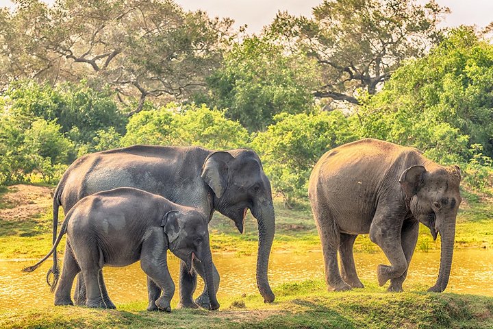 Yala Safari Private Day Trip with Return Transport -All Inclusive