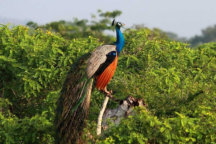 Yala Safari Private Day Trip with Return Transport -All Inclusive