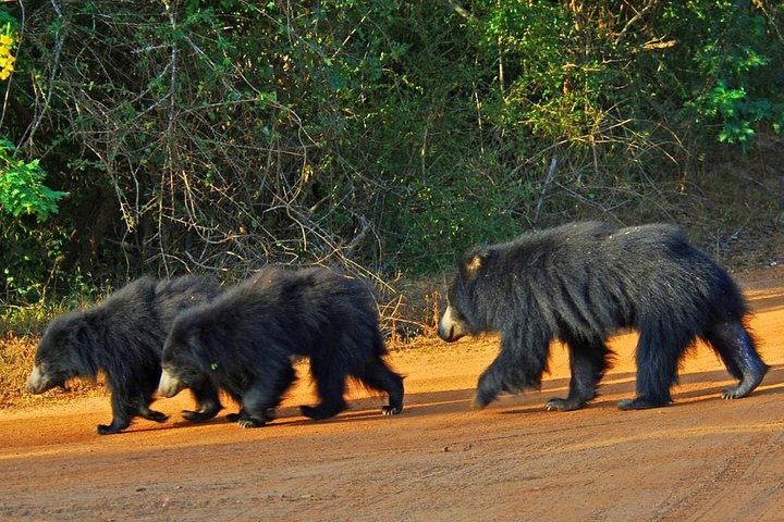 Yala Safari Private Day Trip with Return Transport -All Inclusive