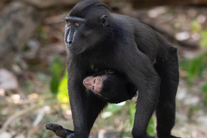 Sulawesi Tangkoko National Park Private Tour