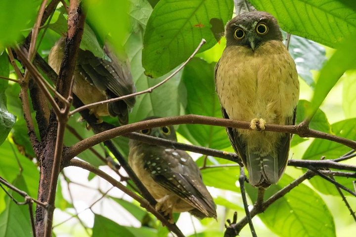 Sulawesi Tangkoko National Park Private Tour