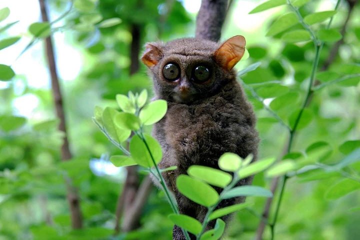 Sulawesi Tangkoko National Park Private Tour