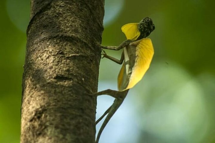 Sulawesi Tangkoko National Park Private Tour