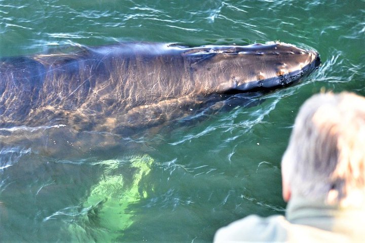 City Cruises Boston Whale Watching Cruise by High-Speed Boat