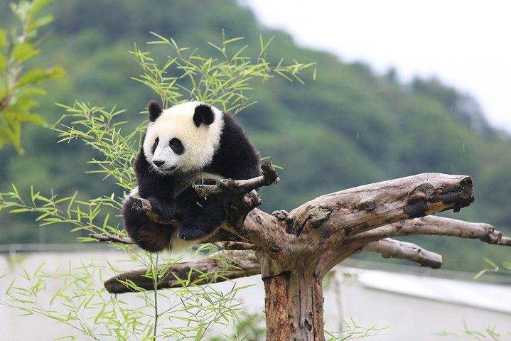 Chengdu: Panda Base Leshan Buddha Tour(or Half Day Panda Base )