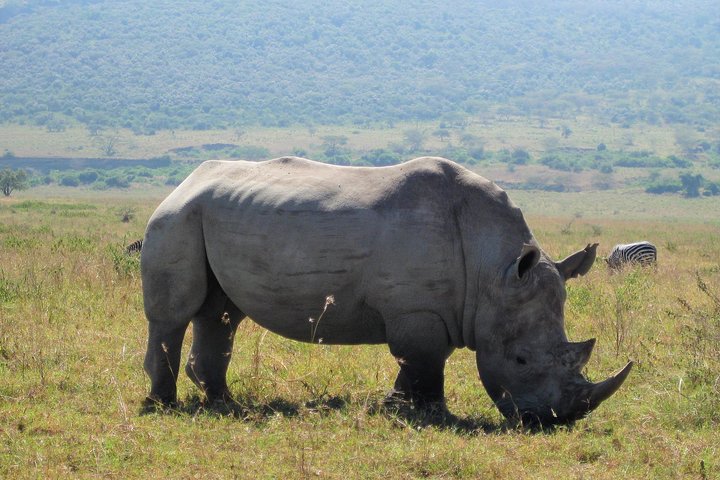 1 Day Safari to Lake Nakuru National Park