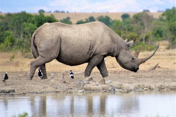 2-Day, 1-Night Ol Pejeta, The Heart of Rhino Conservation.