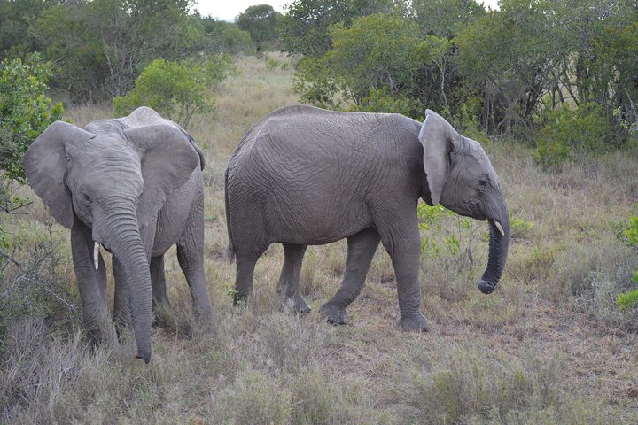 2-Day, 1-Night Ol Pejeta, The Heart of Rhino Conservation.