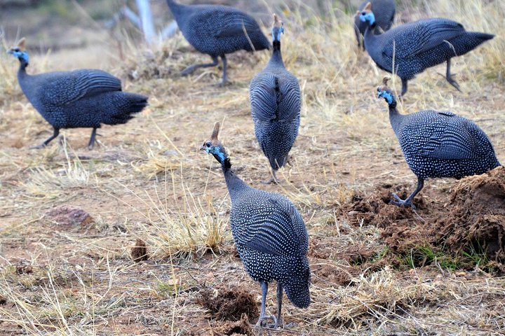 2-Day, 1-Night Ol Pejeta, The Heart of Rhino Conservation.