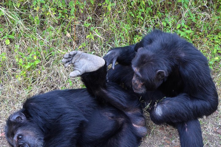 2-Day, 1-Night Ol Pejeta, The Heart of Rhino Conservation.
