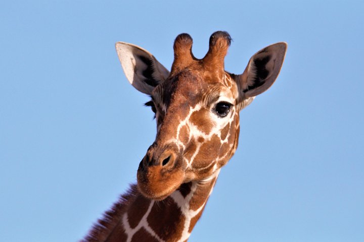 2-Day, 1-Night Ol Pejeta, The Heart of Rhino Conservation.