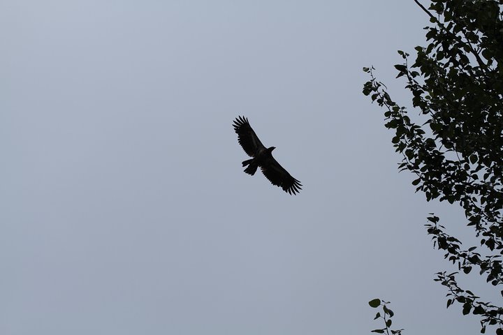 Half-Day Chilkat Bald Eagle Preserve Float Tour