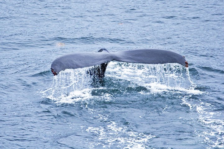 Icy Strait Shore Excursion: Whale Watching Adventure Tour