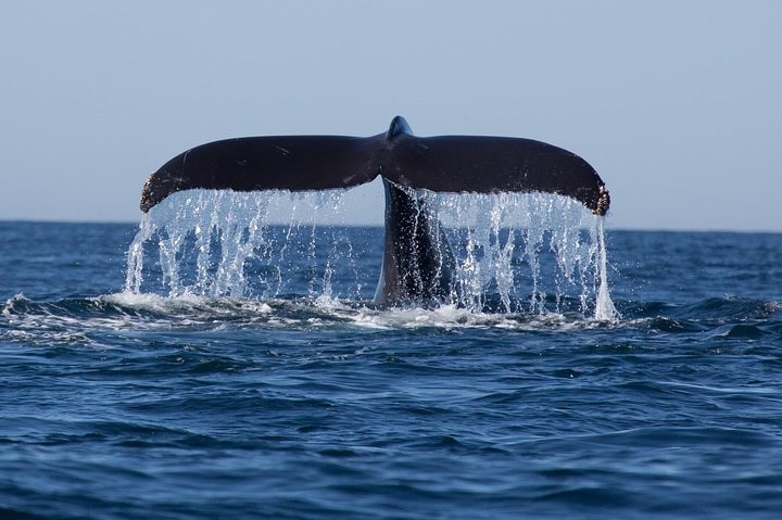 Icy Strait Shore Excursion: Whale Watching Adventure Tour