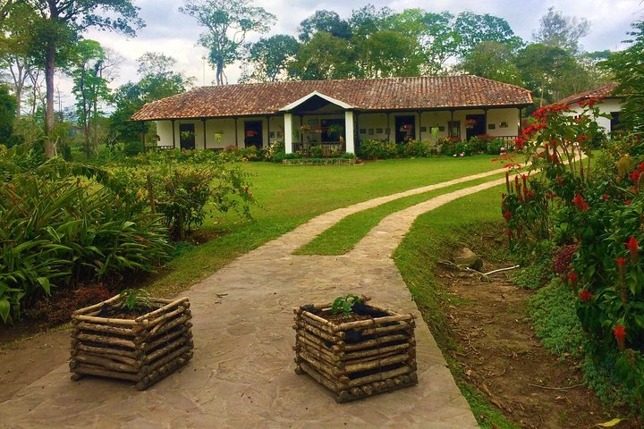 Private Tour - Coffee Tour (Cultivations)