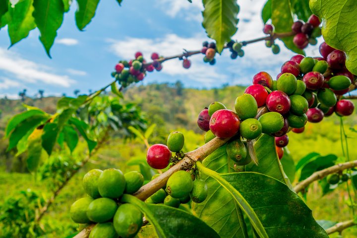 Private Tour - Coffee Tour (Cultivations)