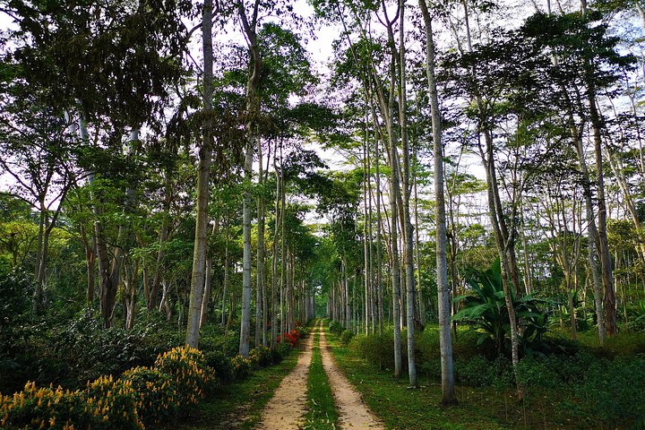 Private Tour - Coffee Tour (Cultivations)