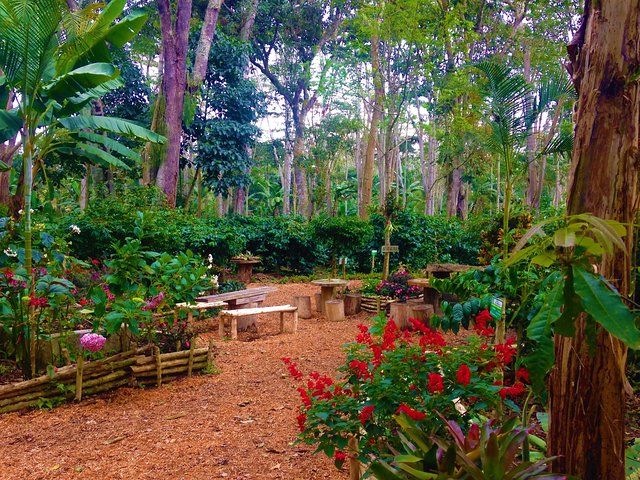 Private Tour - Coffee Tour (Cultivations)