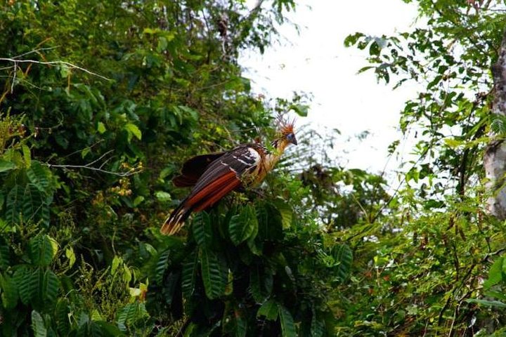 Eco Jungle 3 Days - 2 Nights