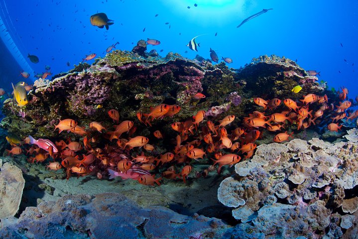 Maui Atlantis Submarine Adventure