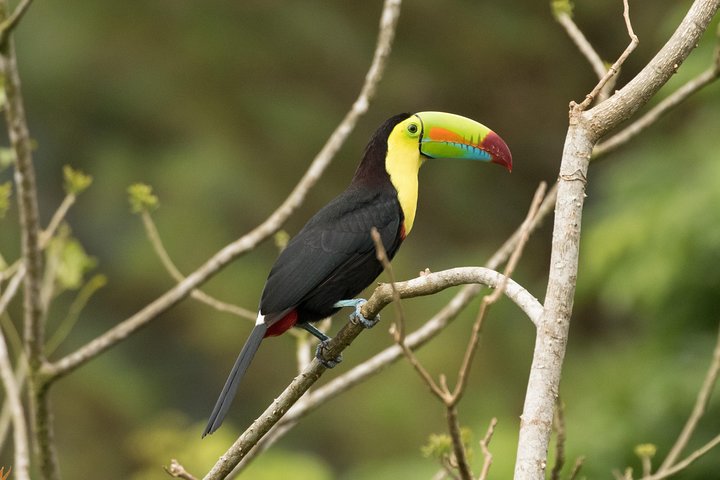 Arenal volcano, hanging bridges and sloth encounter tour.