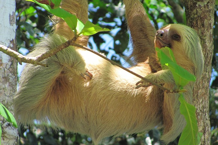Arenal volcano, hanging bridges and sloth encounter tour.