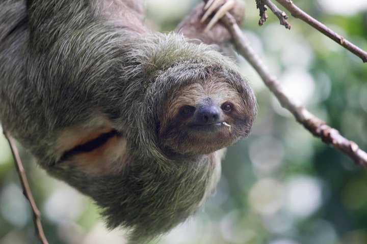 Arenal volcano, hanging bridges and sloth encounter tour.