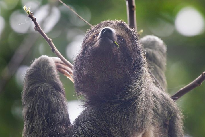 Arenal volcano, hanging bridges and sloth encounter tour.