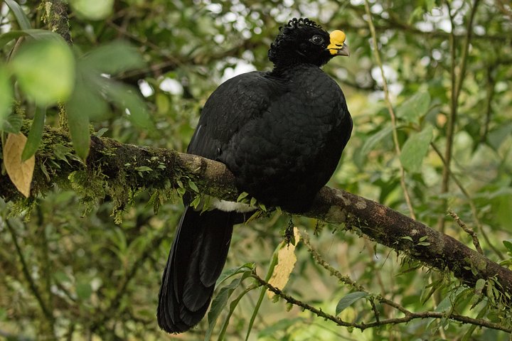 Arenal volcano, hanging bridges and sloth encounter tour.