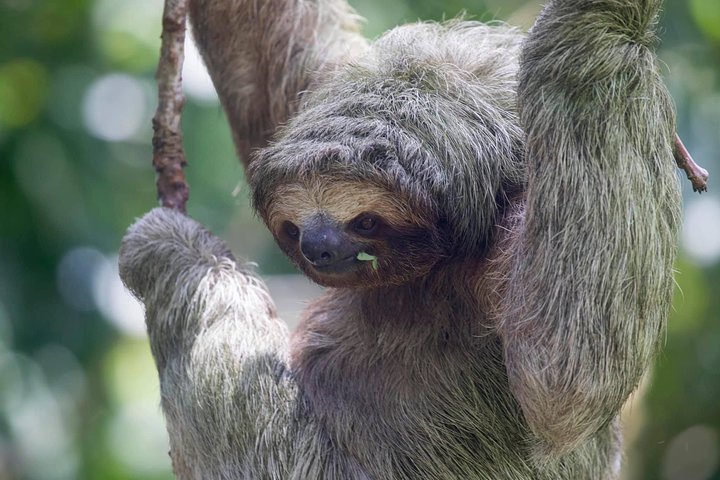 Arenal volcano, hanging bridges and sloth encounter tour.