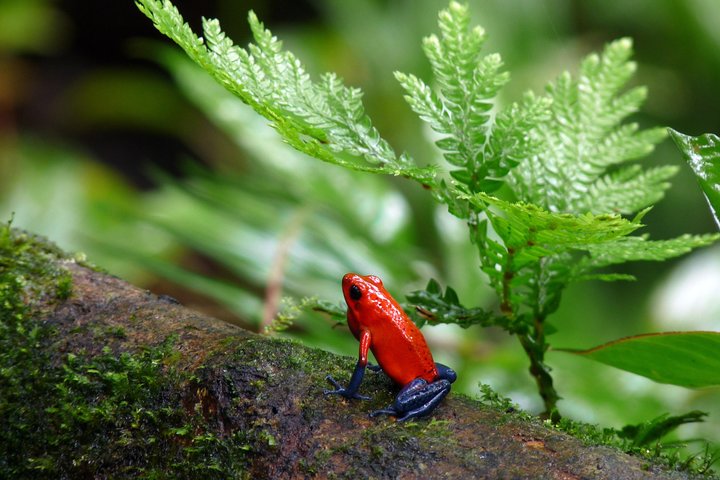 Arenal volcano, hanging bridges and sloth encounter tour.