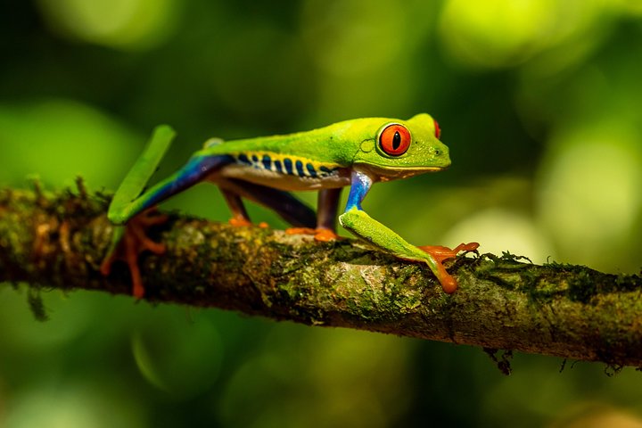 Arenal volcano, hanging bridges and sloth encounter tour.