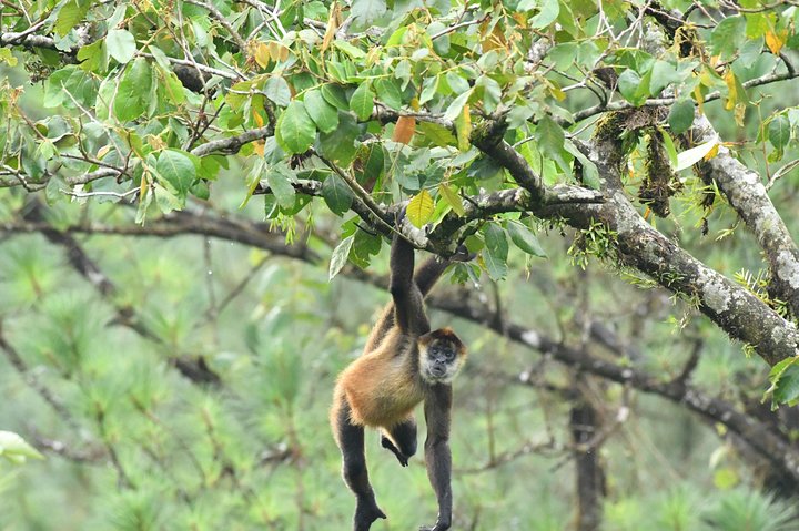 Arenal volcano, hanging bridges and sloth encounter tour.