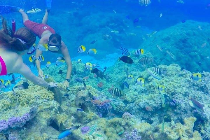 Full-Day Bora Bora Lagoon Cruise Including Snorkeling with Sharks and Stingrays