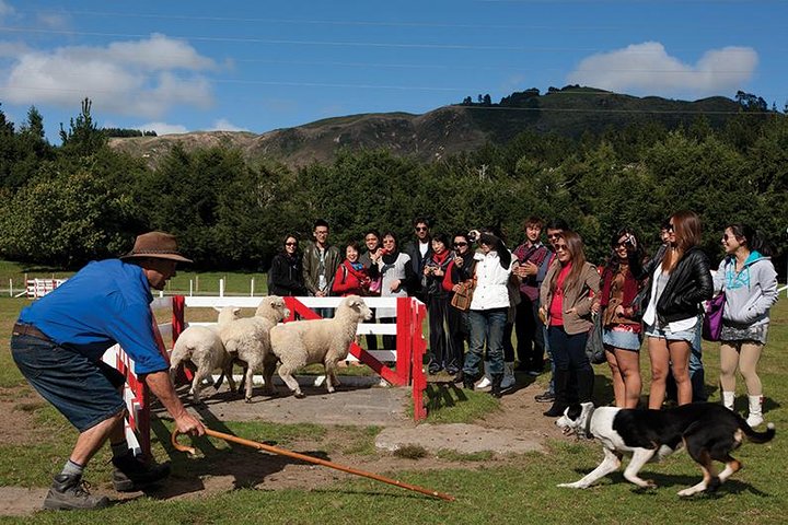 Agrodome Farm Experience including Farm Show and Farm Tour - Rotorua