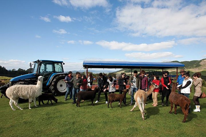 Agrodome Farm Experience including Farm Show and Farm Tour - Rotorua
